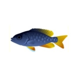 Yellowfin Borleyi Cichlid